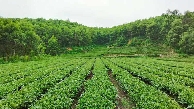 Những luống chè xanh ở Thái Nguyên